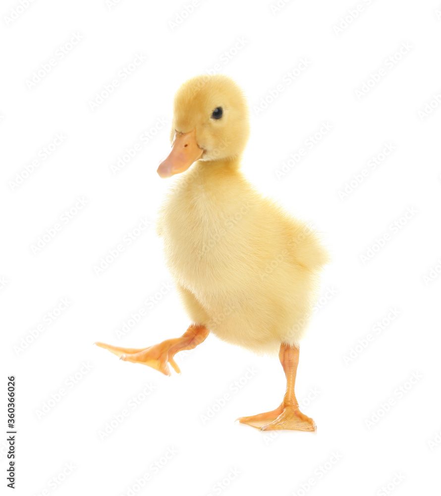 Cute fluffy baby duckling on white background Cute fluffy baby duckling on white background