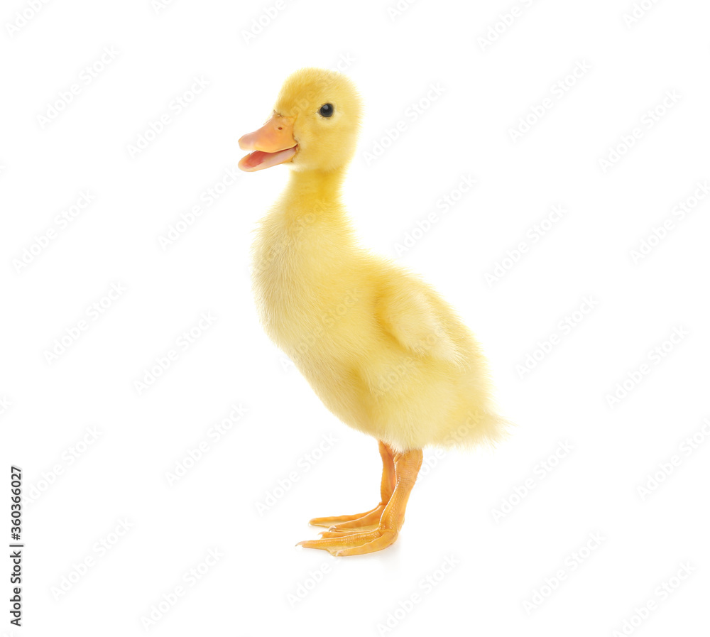 Fototapeta premium Cute fluffy baby duckling on white background