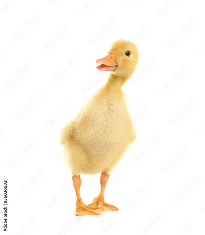 Cute fluffy baby duckling on white background Cute fluffy baby duckling on white background