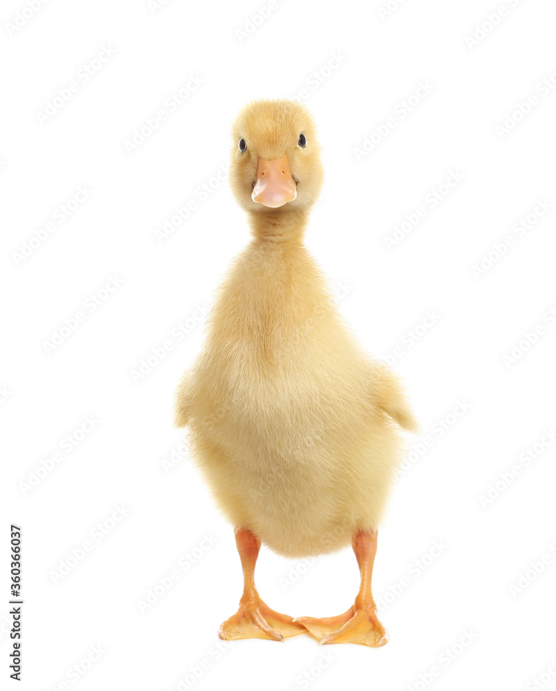 Cute fluffy baby duckling on white background Cute fluffy baby duckling on white background
