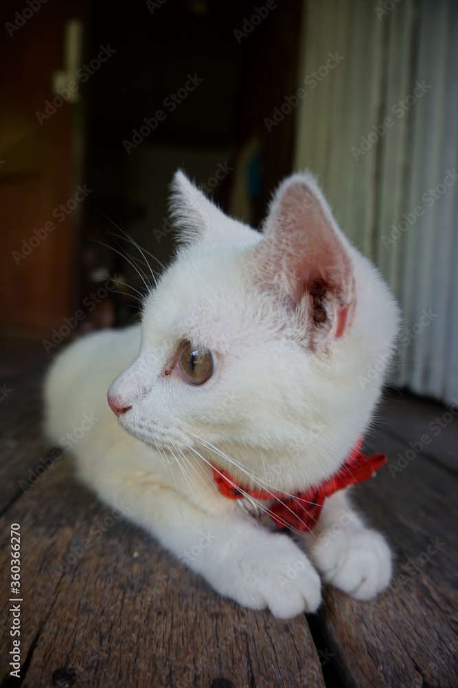 Obraz premium white cat on the table
