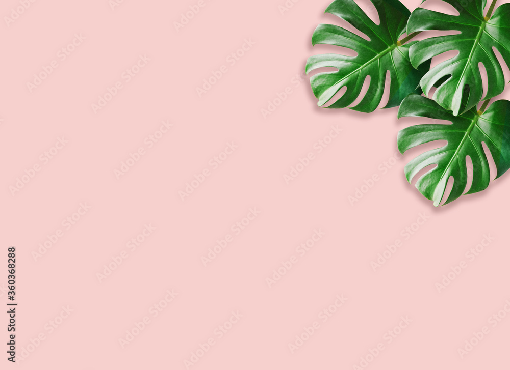 Tropical leaves Monstera on pink background.Green tropical leaves Monstera. Flat lay, top view Tropical leaves Monstera on pink background.Green tropical leaves Monstera. Flat lay, top view