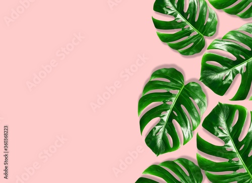 Tropical leaves Monstera on pink background.Green tropical leaves Monstera. Flat lay, top view