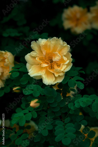 bush of yellow wild roses in dark leaves © Tishina