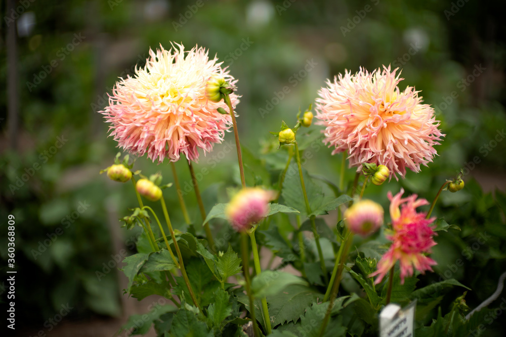 red and yellow dahlia flowers in the garden red and yellow dahlia flowers in the garden