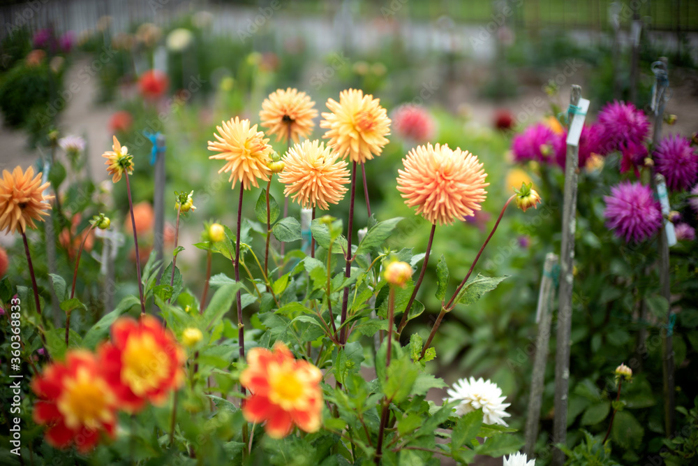 orange and pink dahlia flowers in the garden orange and pink dahlia flowers in the garden