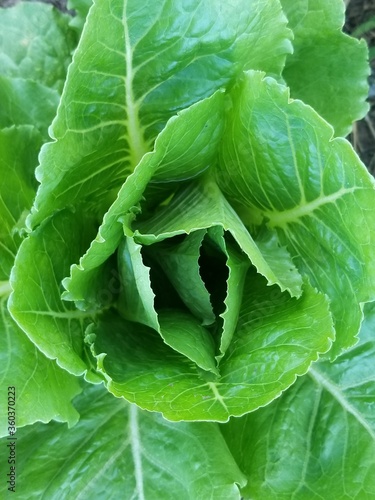 green cabbage leaves