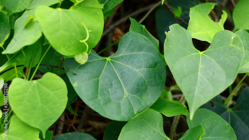 Tinospora cordifolia or heart-leaved moonseed plant in the garden. photo