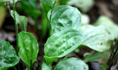 Foto Plantago major or broadleaf plantain plant grow in the garden.