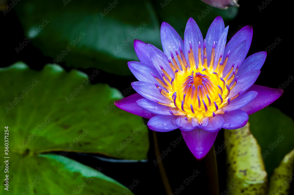lotus flower in the pond