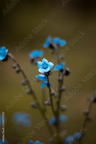 Wallpaper Mural Azul  Torontodigital.ca