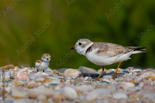 A loving mother of piping plover (Charadrius melodus) on a beach is calling her baby not to wander  into danger