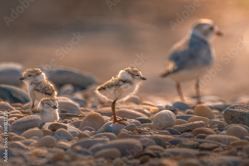 Obraz na plátne A family of piping plover (Charadrius melodus), three babies and mother, are enjoy the warm sunshine in the late evening