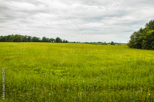 green field and sky