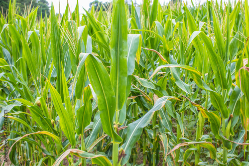 corn stalks in a field 
