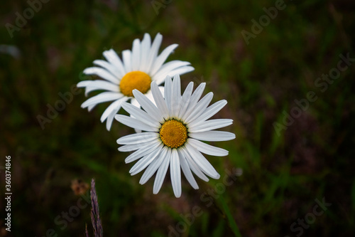 White daisy flowers on background of summer flowers.