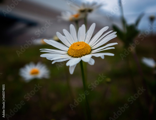 White daisy flowers on background of summer flowers.