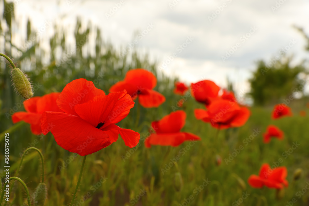 Obraz premium Beautiful red poppy flowers growing in field, closeup. Space for text