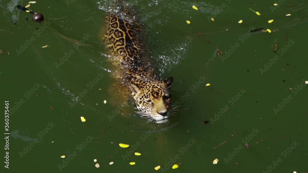slow-motion of jaguar tiger playing and swimming in pond slow-motion of jaguar tiger playing and swimming in pond