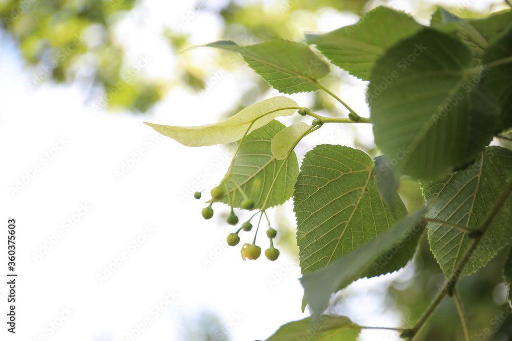Closeup view of linden tree with fresh young green leaves and blossom outdoors on spring day Closeup view of linden tree with fresh young green leaves and blossom outdoors on spring day