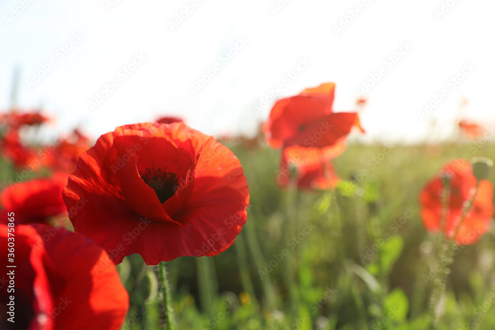 Beautiful blooming poppy flowers in field on spring day, closeup. Space for text Beautiful blooming poppy flowers in field on spring day, closeup. Space for text