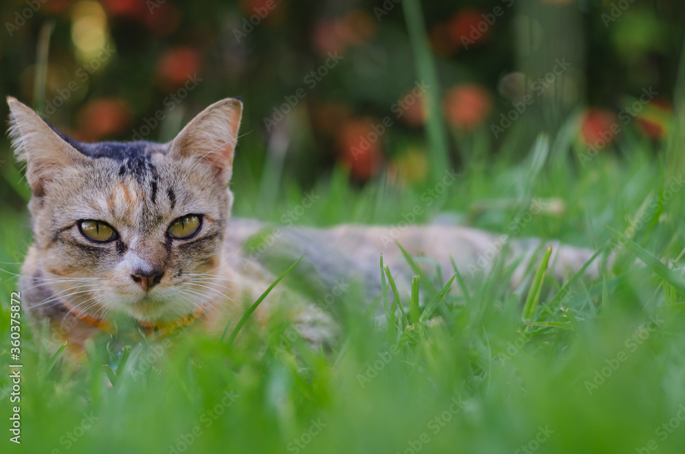 Adorable leopard color cat relaxing on the grass with blurred background.
