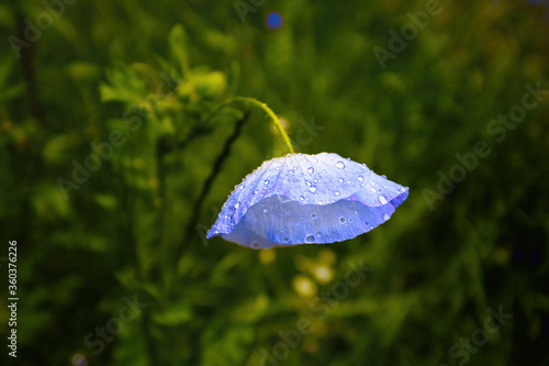 Blue poppy flower with water drops , copy space.