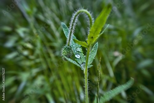 Poppy flower bud with water drops , copy space.