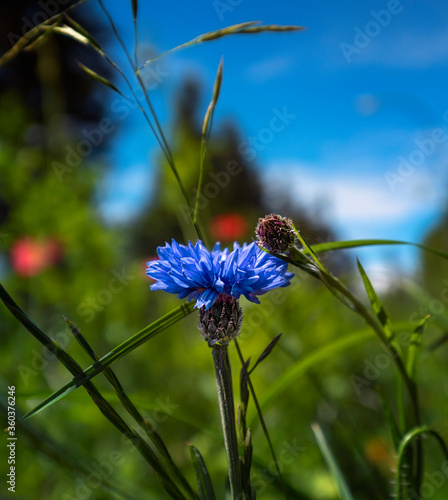 Blue flower of cornflower with blue sky in background.