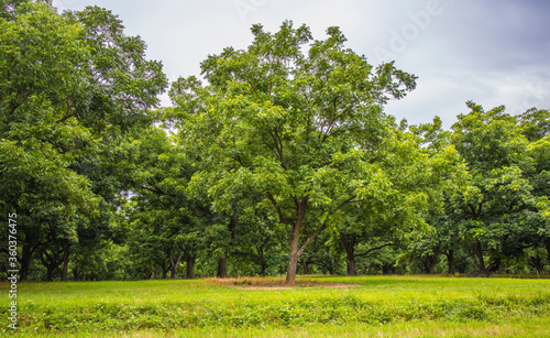 pecan trees in the country