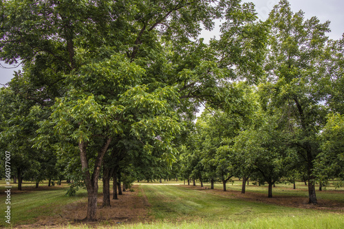 pecan trees in the country