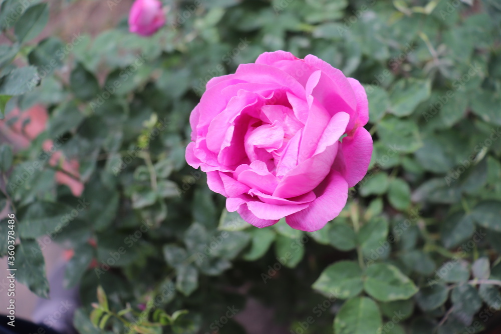 pink rose in garden pink rose in garden