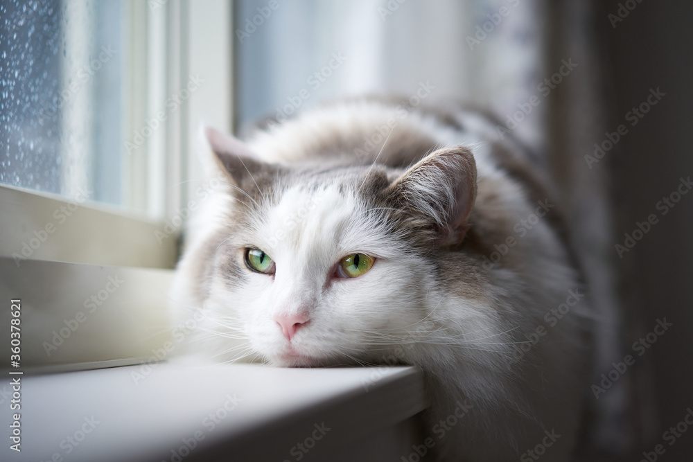 窓の隣でリラックスしている白猫