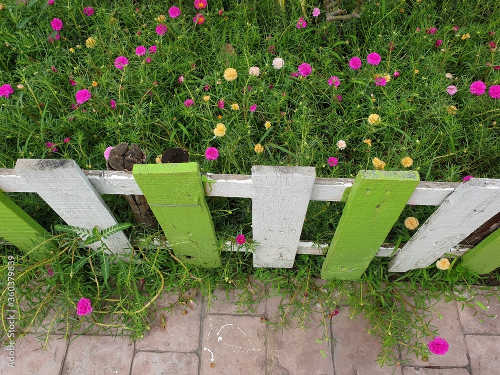 Flatlay white wood fence and flower decoration in cozy home garden on summer.