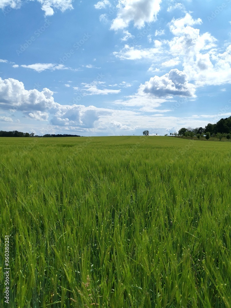 green field and blue sky