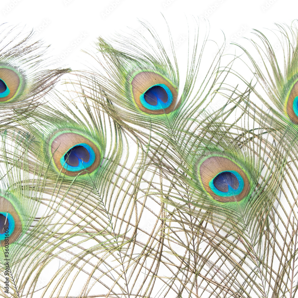 Obraz premium peacock feather closeup