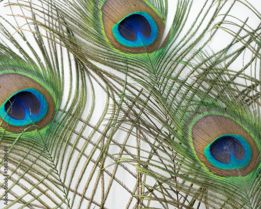 Obraz premium peacock feather closeup