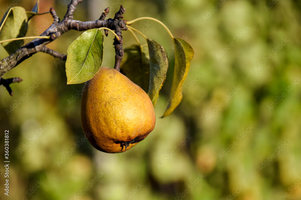 Obraz premium Organic ripe Pear in garden. Juicy flavorful pears of nature blurred background. Pear hanging on branch tree. Selective focus on fruit. Close-up. Copy space.