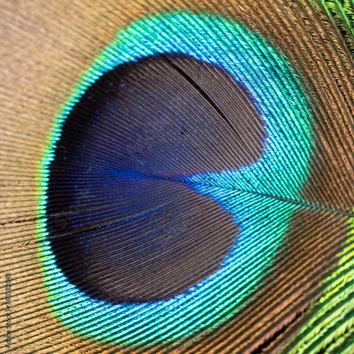 peacock feather closeup © ric