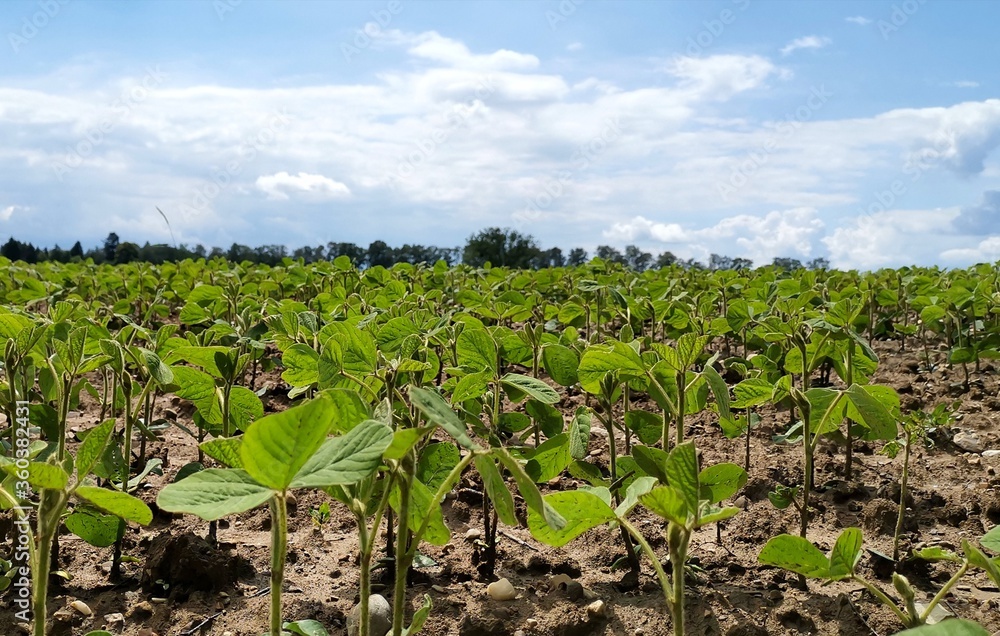 field of corn