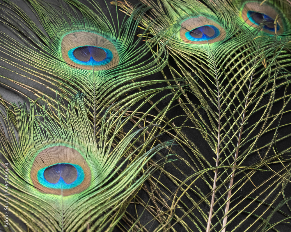 Obraz premium peacock feather closeup