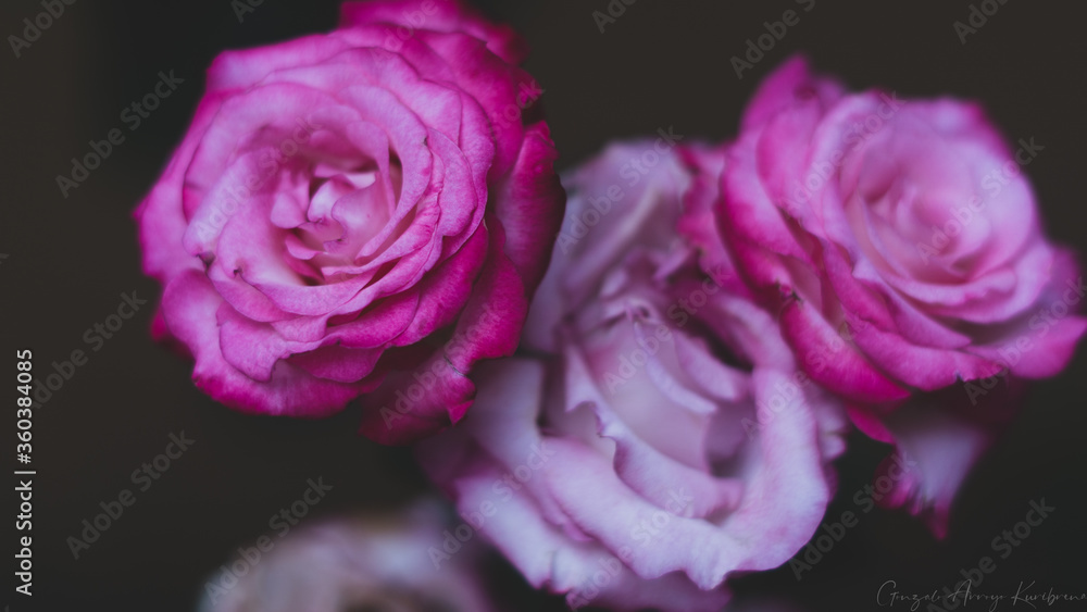 Fototapeta premium Hermosas flores