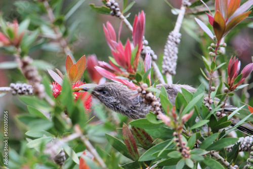 Little Wattlebird fledgling (Anthochaera chrysoptera) in Bottlebrush tree, South Australia photo