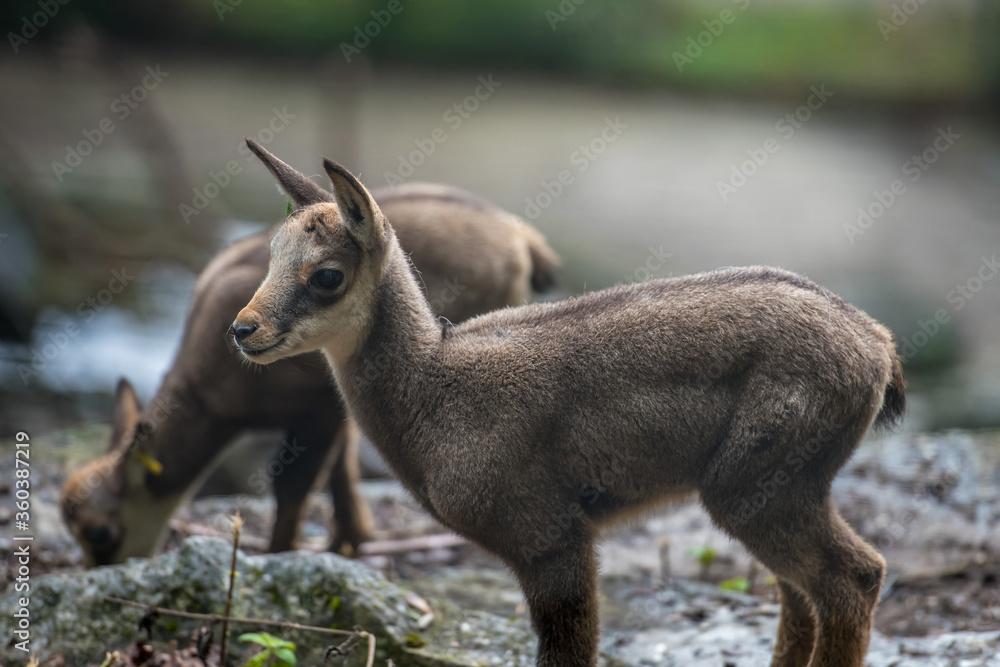 Fototapeta premium Ein junges Alpensteinböcklein 