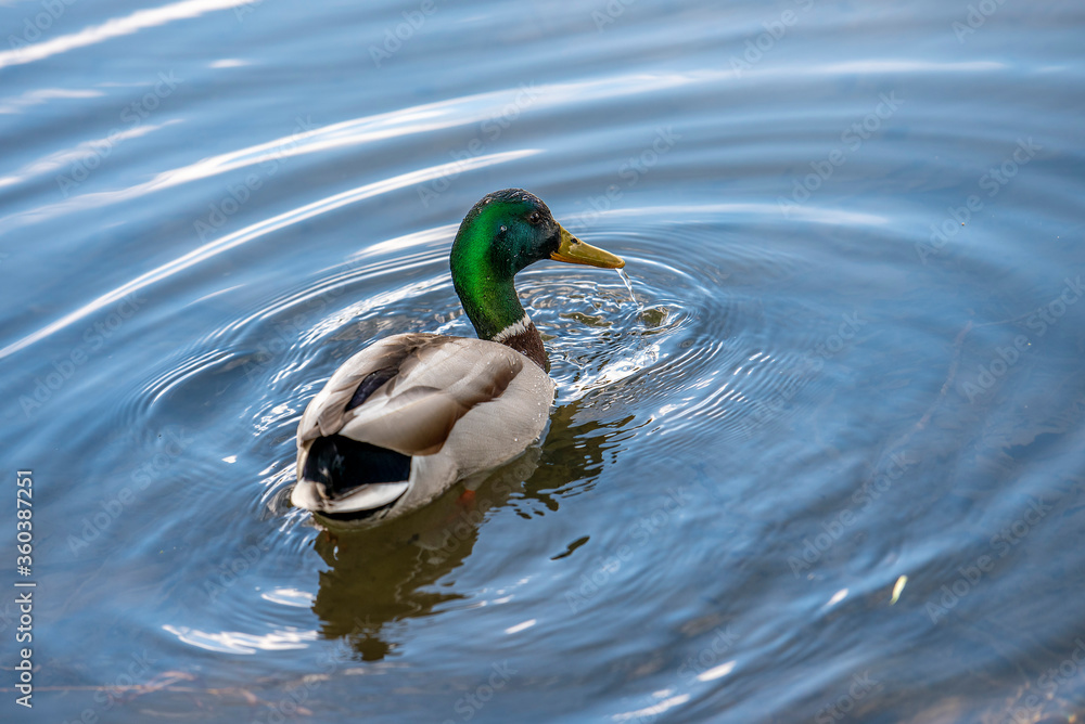 Fototapeta premium Enten im Wohlensee