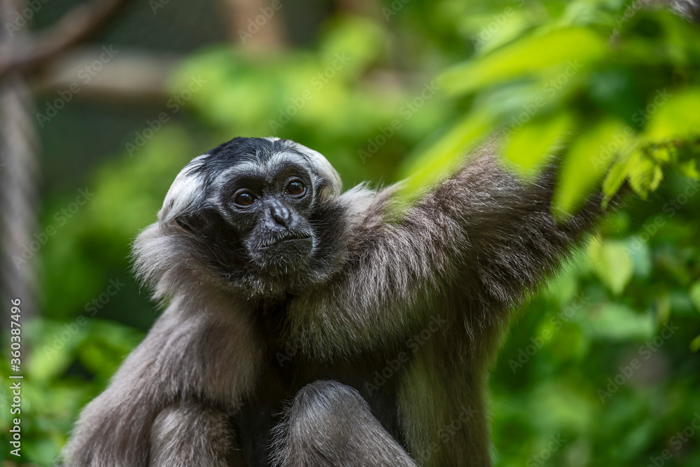 Kappengibbon im Zoo