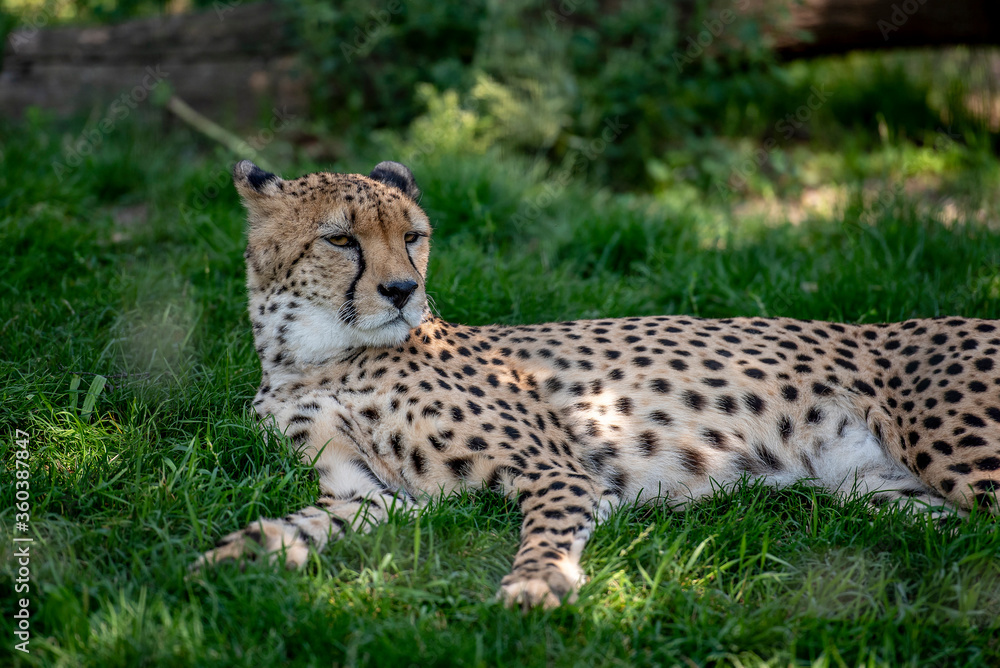 Nahaufnahme von einem Gepard im Gras Nahaufnahme von einem Gepard im Gras