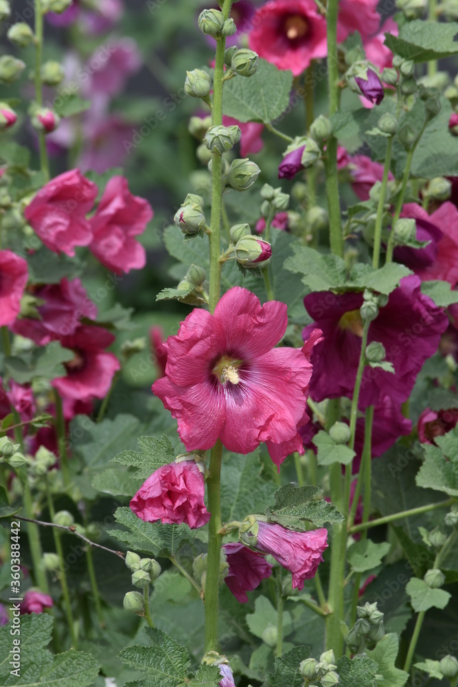 mallow mallow