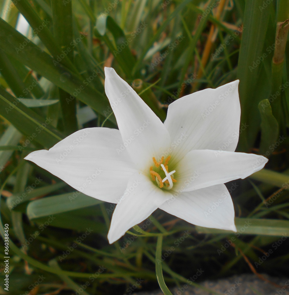 A flower in the garden in a morning A flower in the garden in a morning