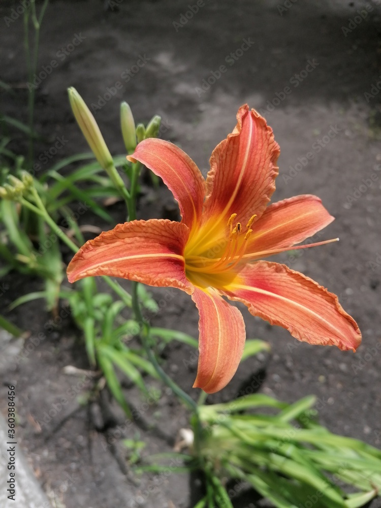 lily lily